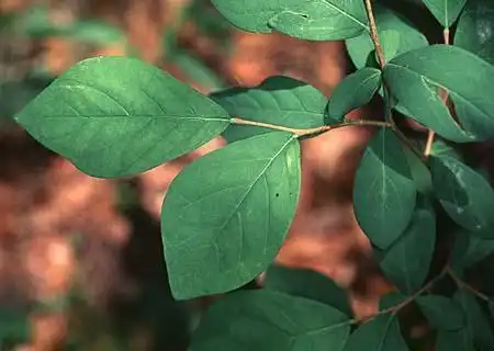 Foto de Dirca palustris (Dirca palustriss)