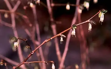 Foto de Dirca palustris (Dirca palustriss)