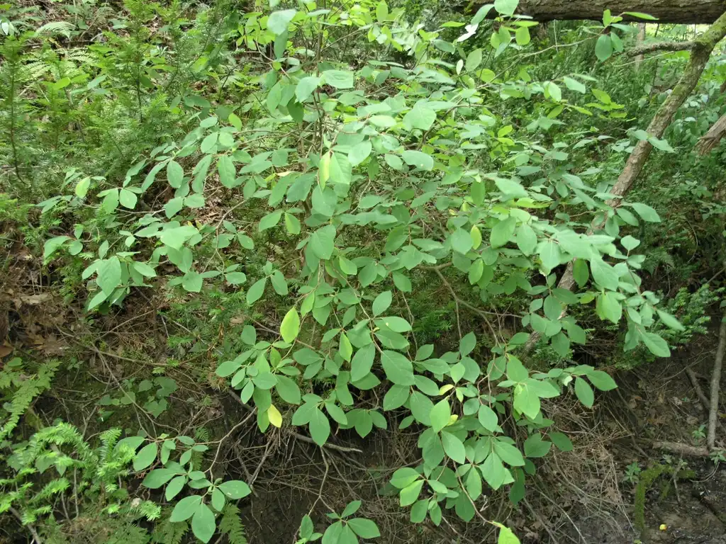 Foto de Dirca palustris - leaves:Richtid