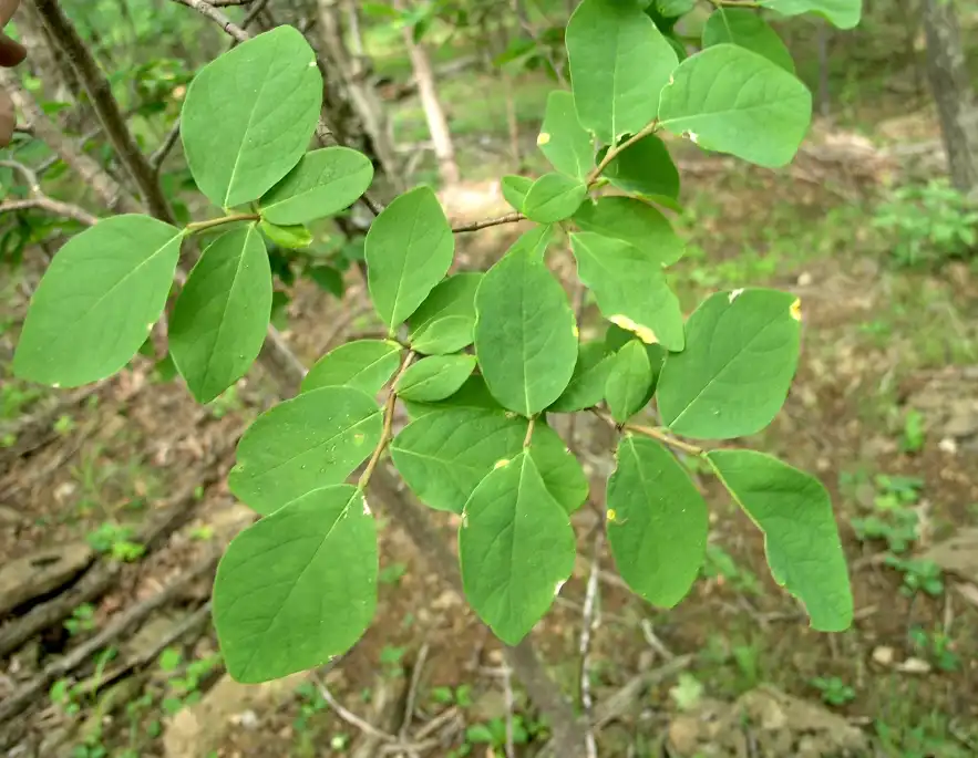 Foto de Dirca palustris - leaves:Richtid