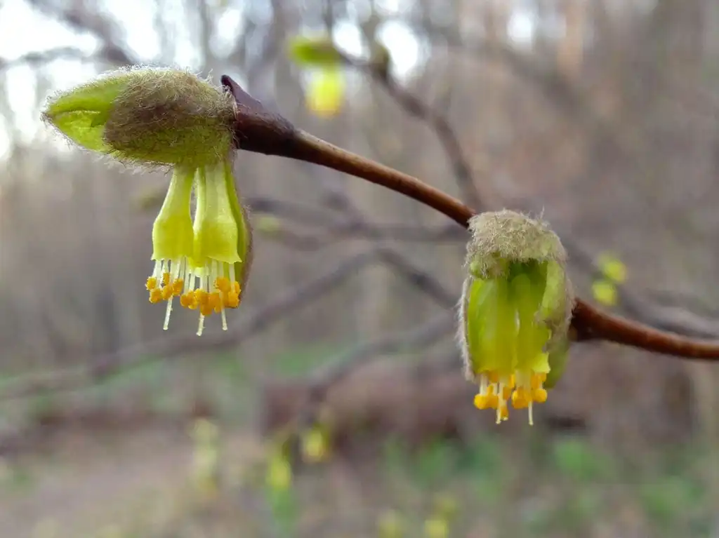 Foto de Dirca palustris - leaves and flowers:Fritzflohrreynolds