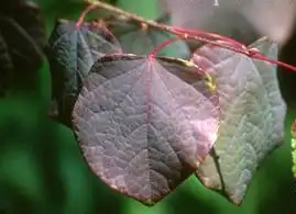 Фото Disanthus cercidifolius (Disanthus cercidifoliuss)