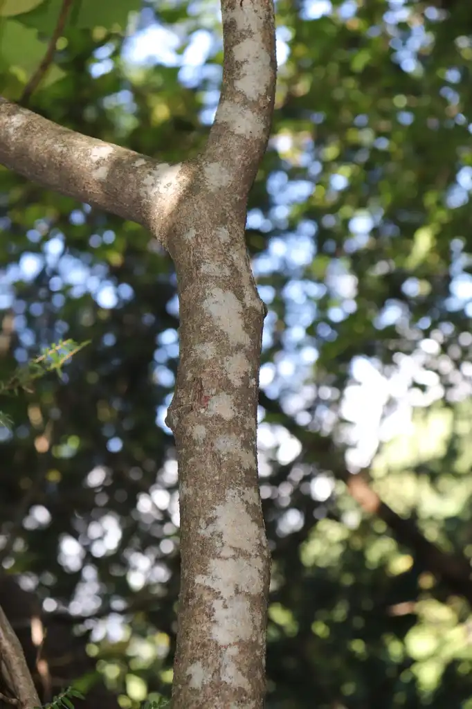 Фото Disanthus cercidifolius (Disanthus cercidifoliuss)