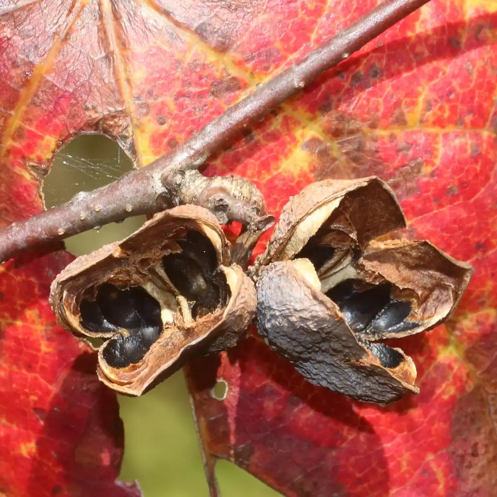 Фото Disanthus cercidifolius - seed head:Alpsdake