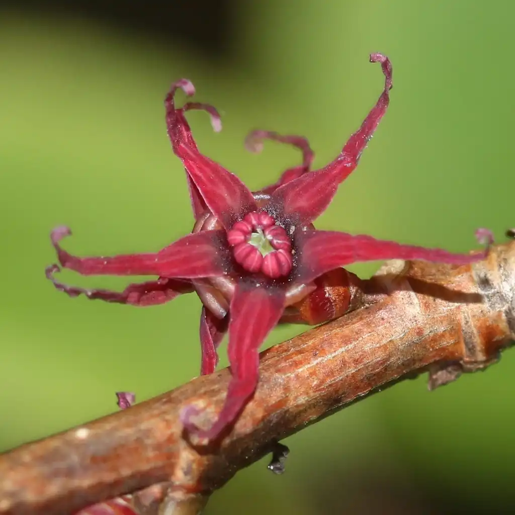 Фото Disanthus cercidifolius - flowers:Alpsdake
