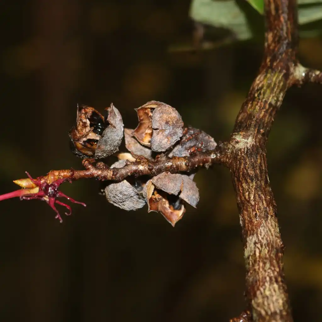 Фото Disanthus cercidifolius - fruit:Alpsdake