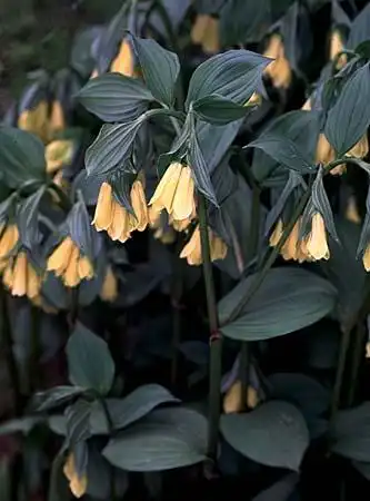 Photo of Disporum (Disporums)