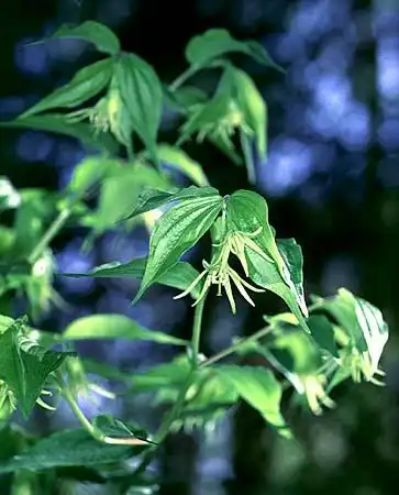 Photo of Disporum (Disporums)