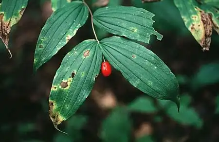 Photo of Disporum - :