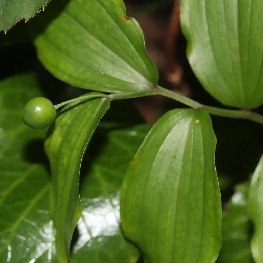 Photo of Disporum - Disporum smilacinum leaves:Alpsdake