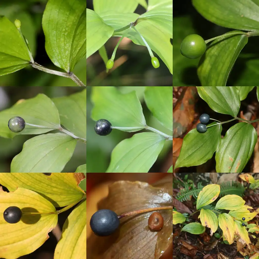 Photo of Disporum - Disporum smilacinum leaves:Alpsdake