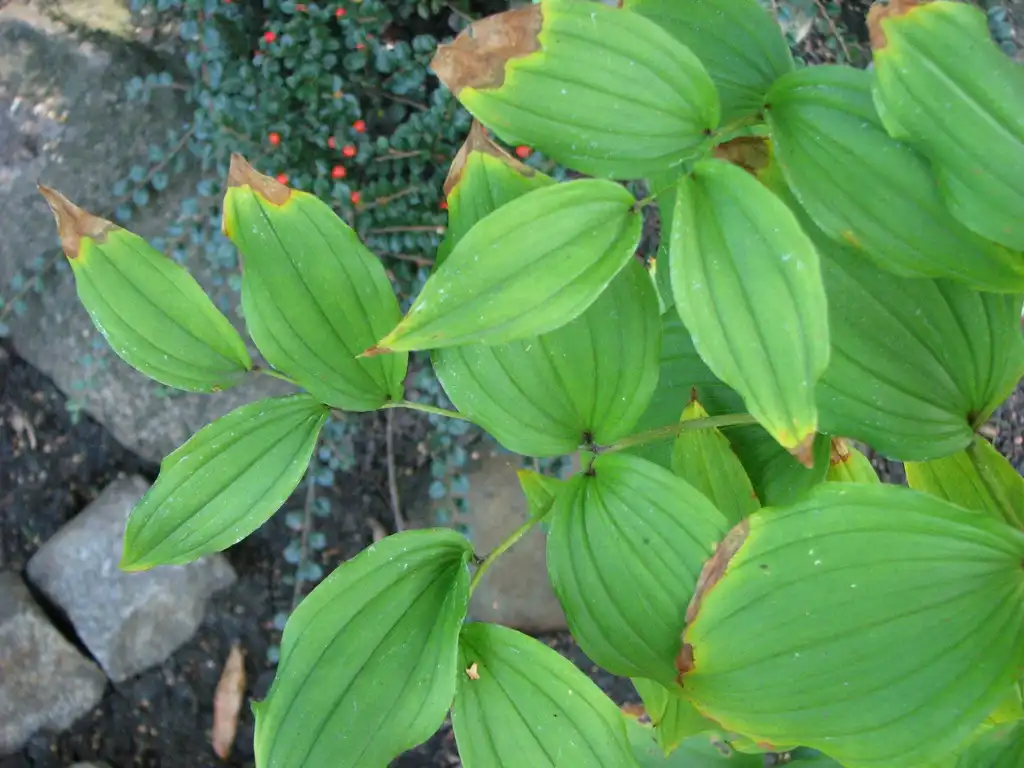 Photo of Disporum - leaves:Agnieszka Kwiecień