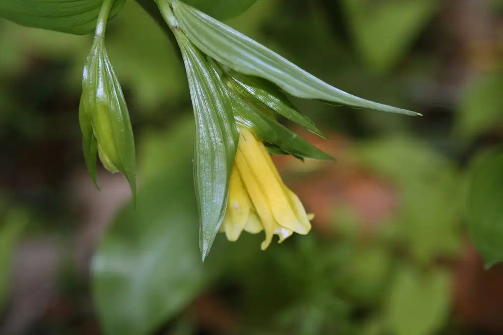 Photo of Disporum - Flower and leaves:Dalgial