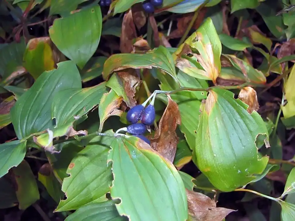 Photo of Disporum - leaves:David J. Stang