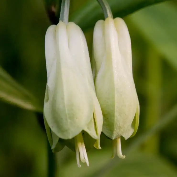 Photo of Disporum - leaves and flowers:Σ64