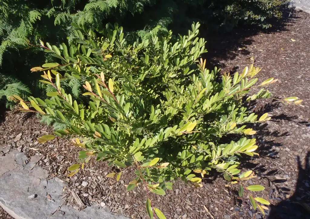 Фото Distylium racemosum (Distylium racemosums)