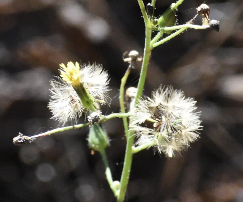 Фото Dittrichia graveolens (Dittrichia graveolenss)