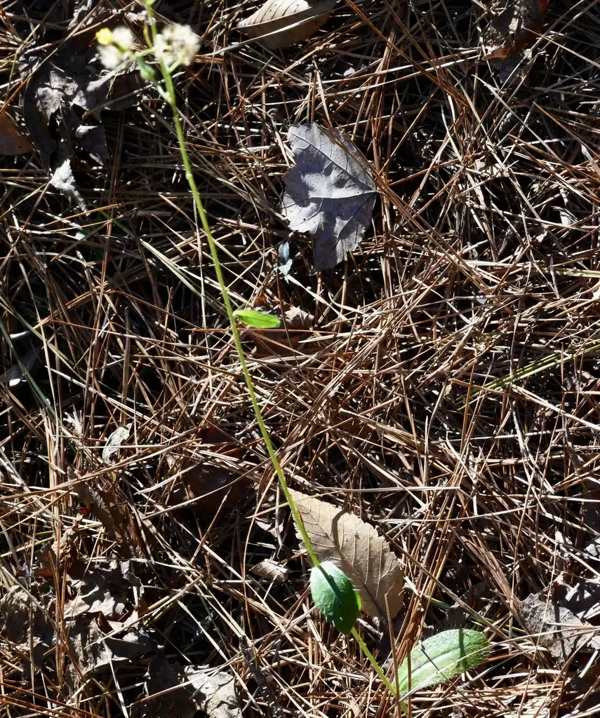 Фото Dittrichia graveolens (Dittrichia graveolenss)