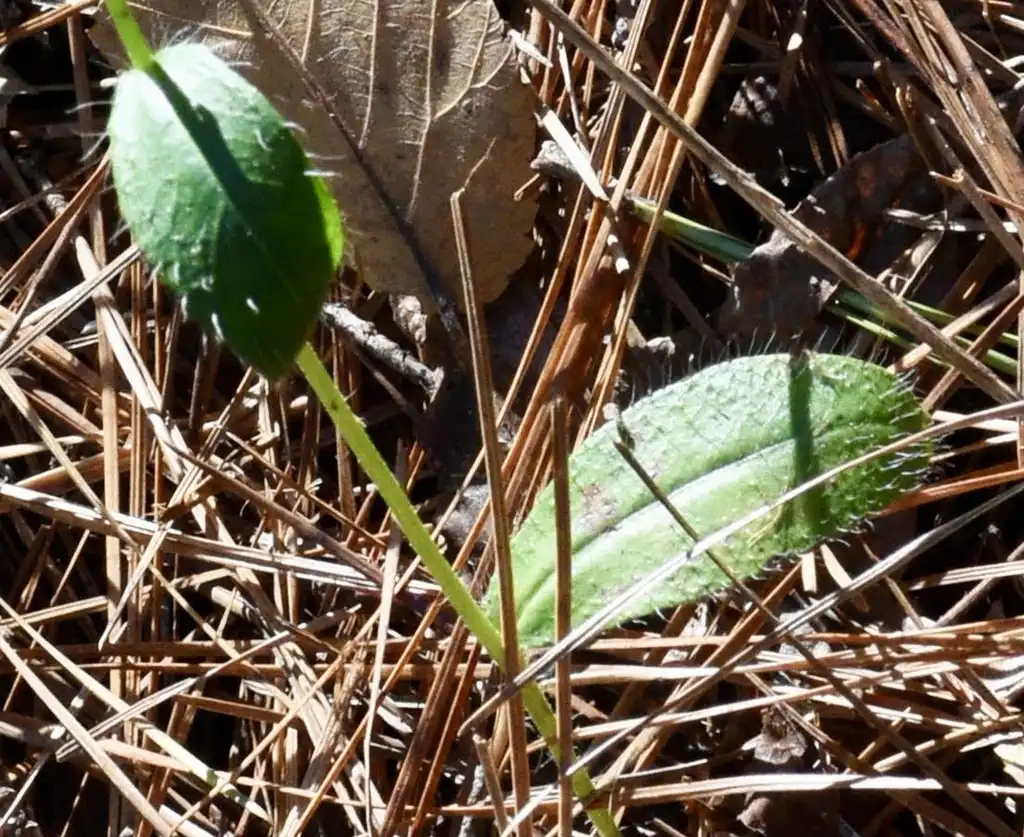 Фото Dittrichia graveolens - Leaves (Warren County,NC):Cathy Dewitt