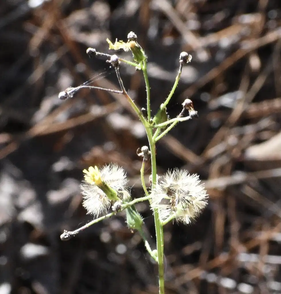 Фото Dittrichia graveolens - Flower and bud (Warren County, NC):Cathy Dewitt