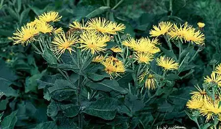 Фото Doronicum (Doronicums)