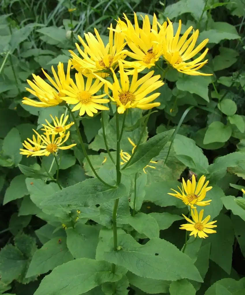 Фото Doronicum (Doronicums)