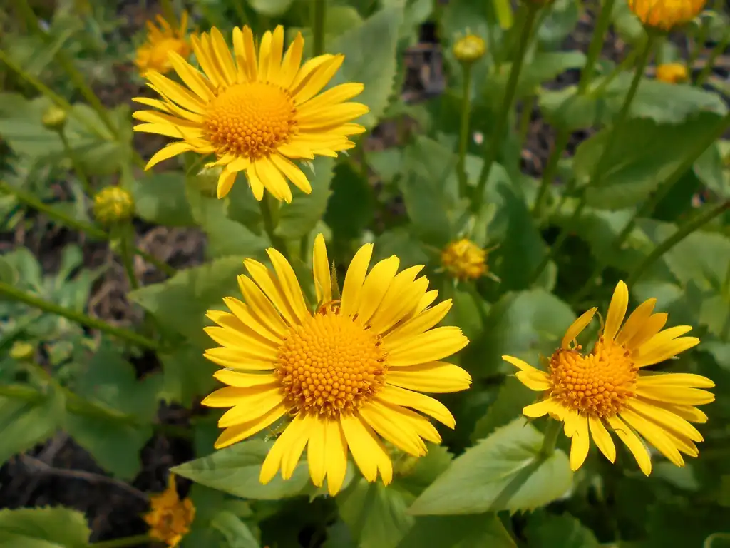 Фото Doronicum - leaves and flowers:Salicyna
