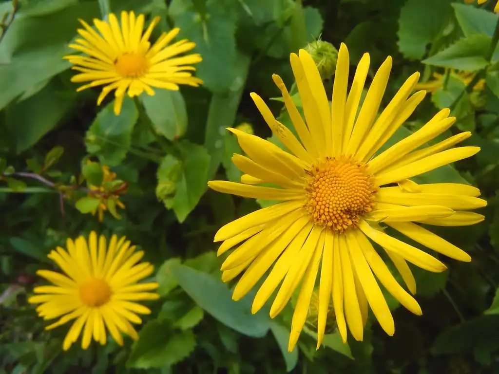 Фото Doronicum - leaves and flowers:Włodzimierz Wysocki