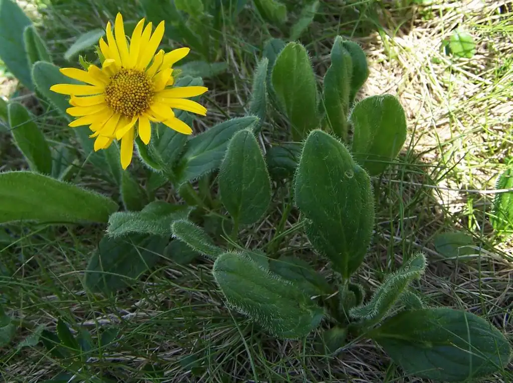 Фото Doronicum - Flower and leaves:Jerzy Opioła