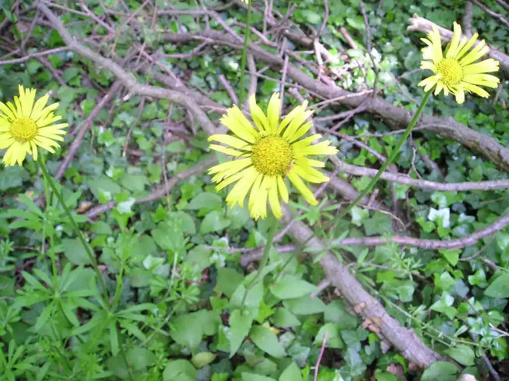 Фото Doronicum - leaves and flowers:Strobilomyces