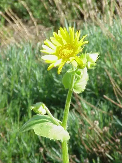 Фото Doronicum - Flower and leaves:Strobilomyces