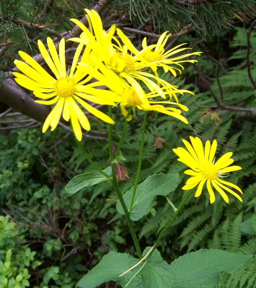 Фото Doronicum - leaves and flowers:Opioła Jerzy