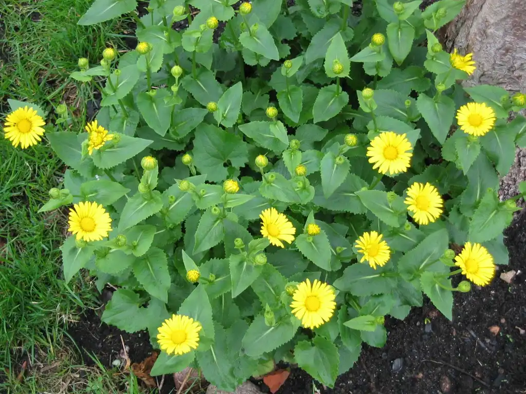 Фото Doronicum - leaves and flowers:Vauban