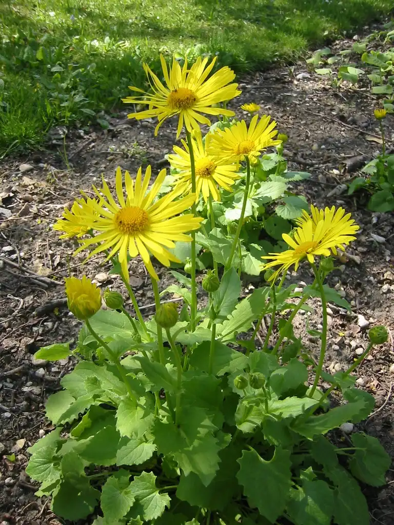 Фото Doronicum - leaves and flowers:DHochmayr