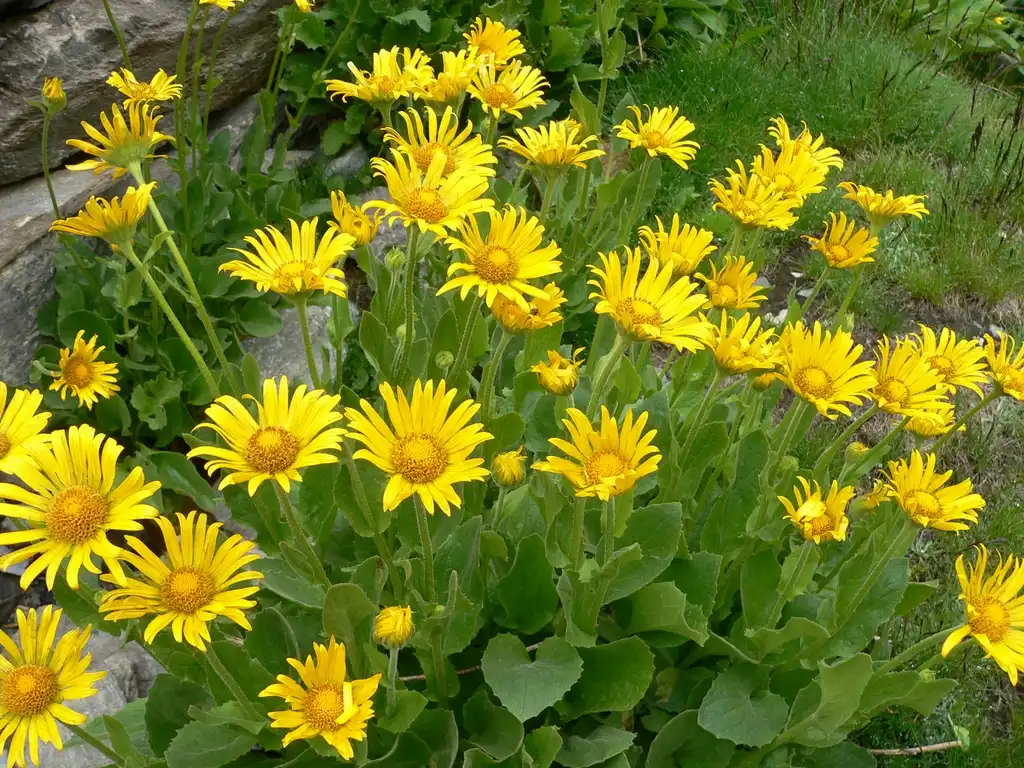 Фото Doronicum - leaves and flowers:Philipendula