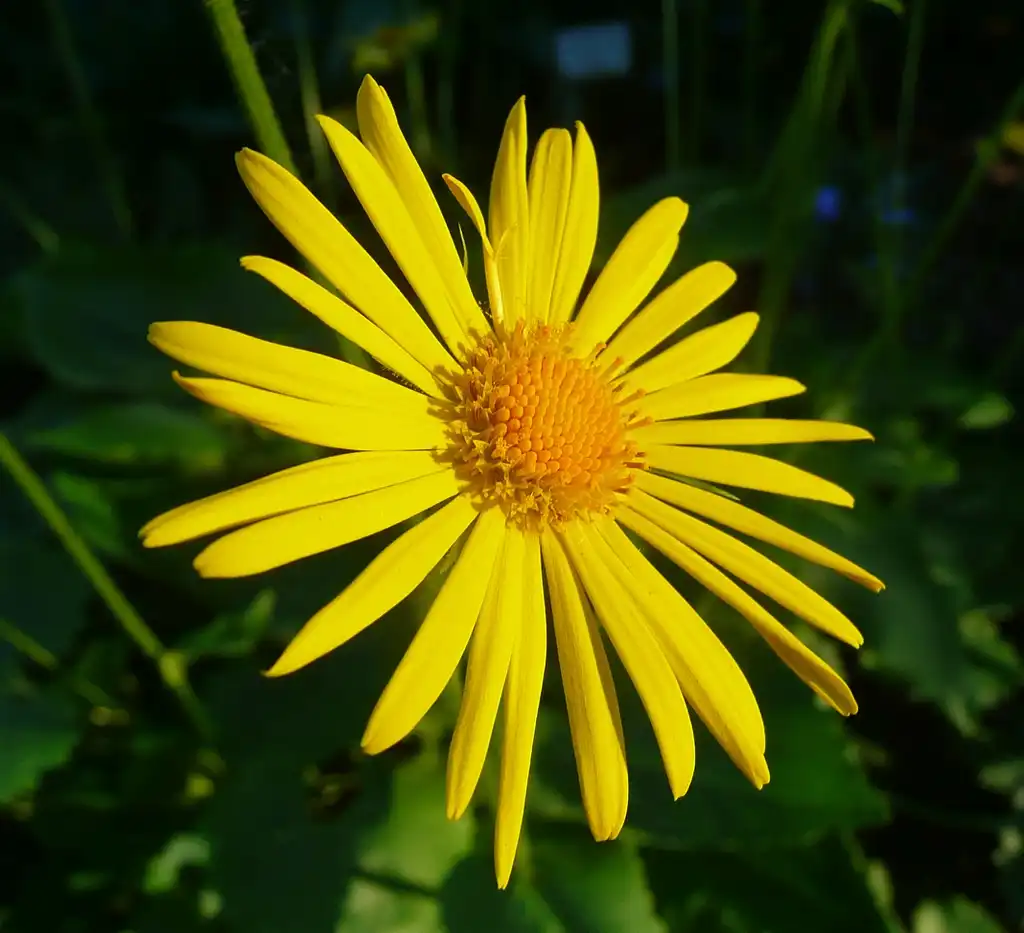 Фото Doronicum - Flower and leaves:Adam Hauner