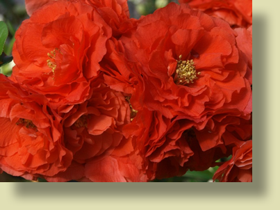 Photo of Double Take™ 'Orange Storm' Chaenomeles lagenaria 'Orange Storm' PP20,950 (Double Take™ 'Orange Storm' Chaenomeles lagenaria 'Orange Storm' PP20,950s)