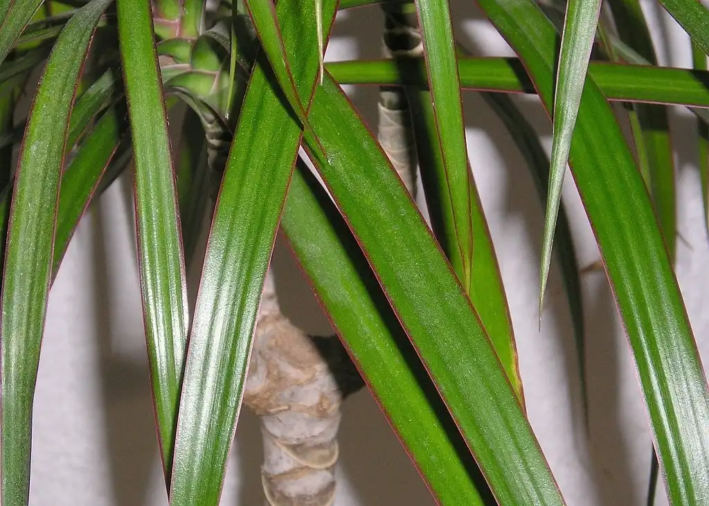 Photo of Dracaena cincta (Dracaena cinctas)