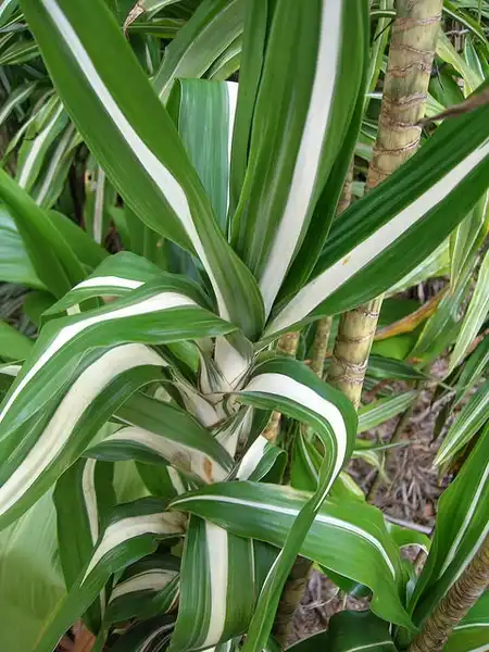 Фото Dracaena fragrans (Dracaena fragranss)
