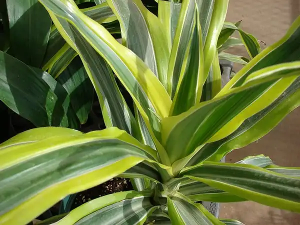 Фото Dracaena fragrans (Dracaena fragranss)