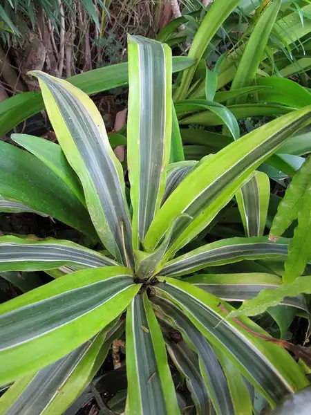 Фото Dracaena fragrans - Dracaena fragrans:Forest and Kim Starr