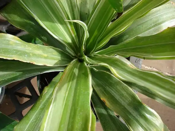 Фото Dracaena fragrans - Dracaena fragrans:Forest and Kim Starr