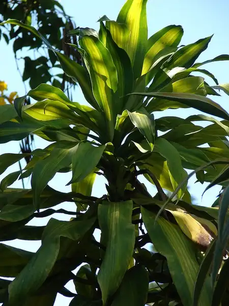 Фото Dracaena fragrans - Dracaena fragrans:Forest and Kim Starr
