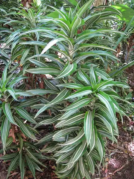 Фото Dracaena fragrans - Dracaena fragrans:Forest and Kim Starr