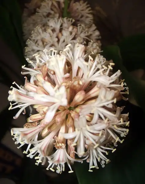 Фото Dracaena fragrans - Dracaena fragrans flowers:Luz