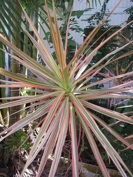 Photo of Dracaena marginata (Dracaena marginatas)