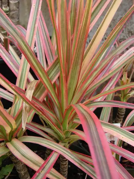 Photo of Dracaena marginata (Dracaena marginatas)