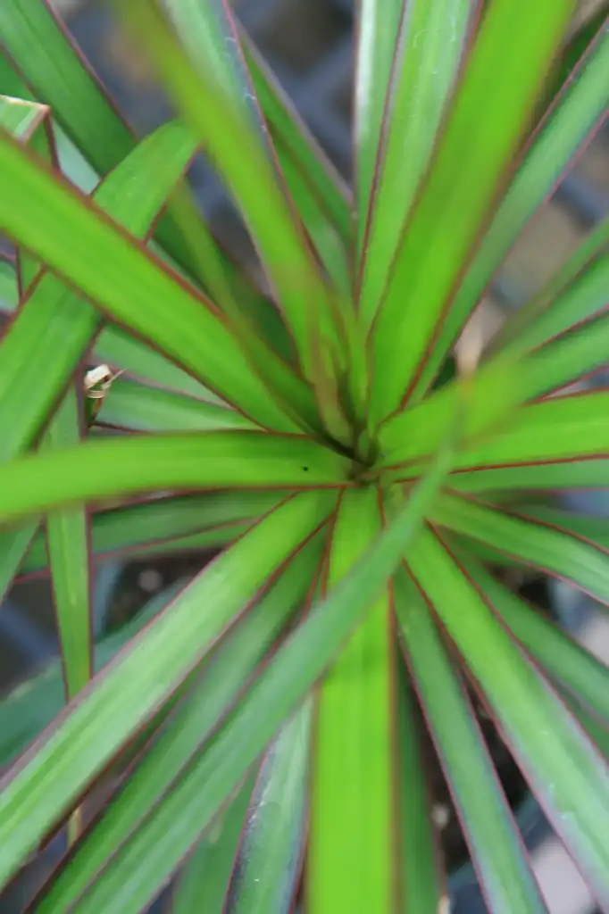 Photo of Dracaena marginata - leaves:David J. Stang