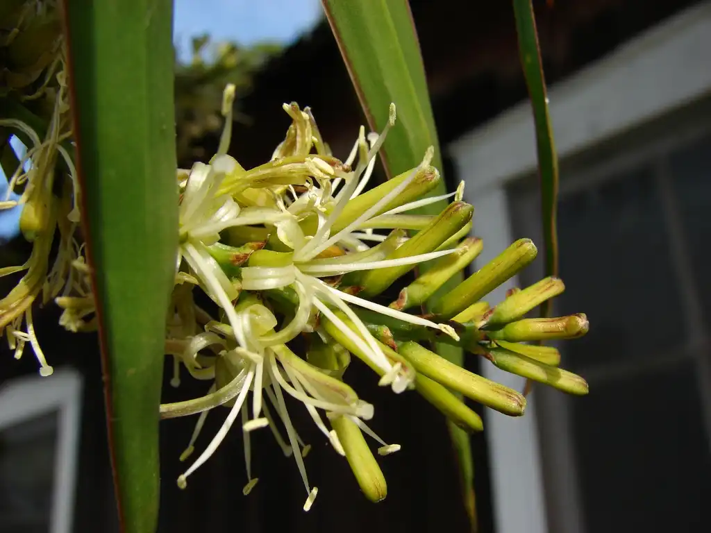 Photo of Dracaena marginata - leaves and flowers:Forest & Kim Starr