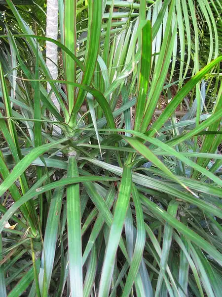 Photo of Dracaena marginata - leaves:Forest and Kim Starr